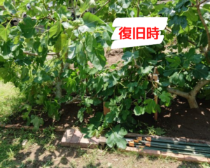 足助病院コラム