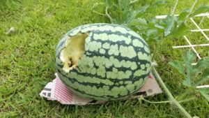 足助病院コラム